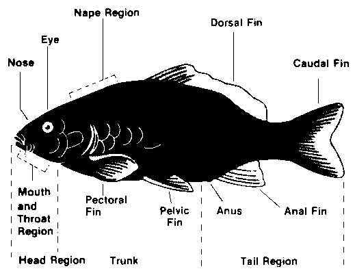 Fish Disease Diagnosis Chart
