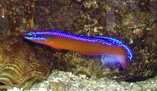 Pseudochromis_aldabraensis.jpg